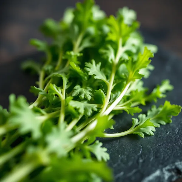 Rucola Cotta