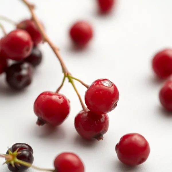 Canadian Red Elderberry