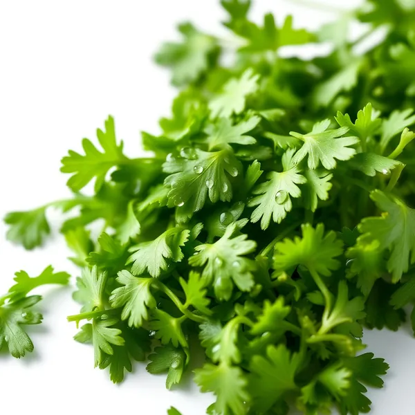 Chopped Cilantro