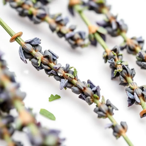 Zerstoßener Lavendel