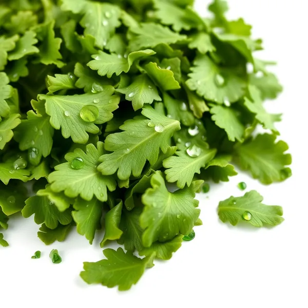 Lovage Machucado