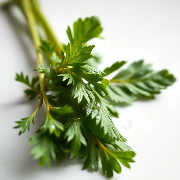 Culantro Seco