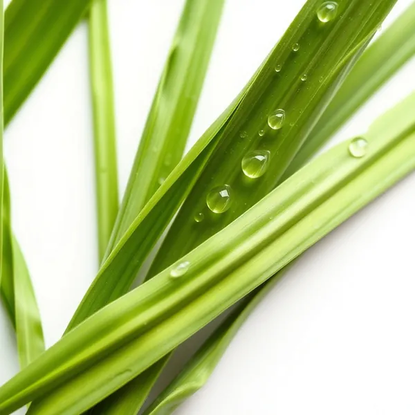 Citronnelle Séchée