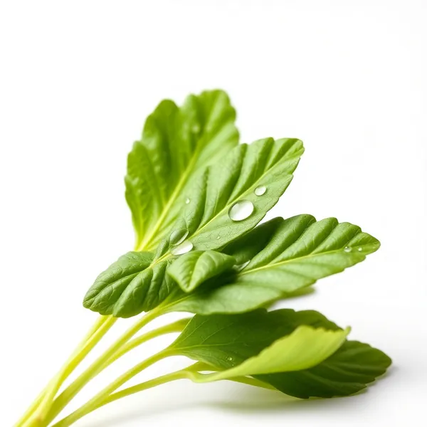 Fresh Shiso