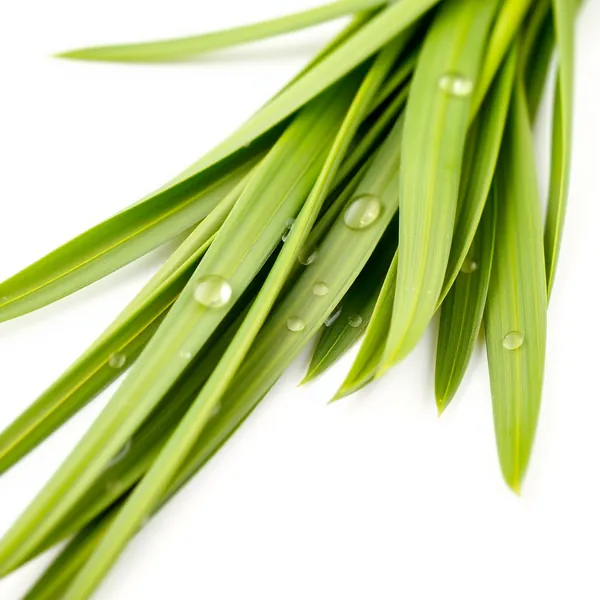 Ground Lemongrass