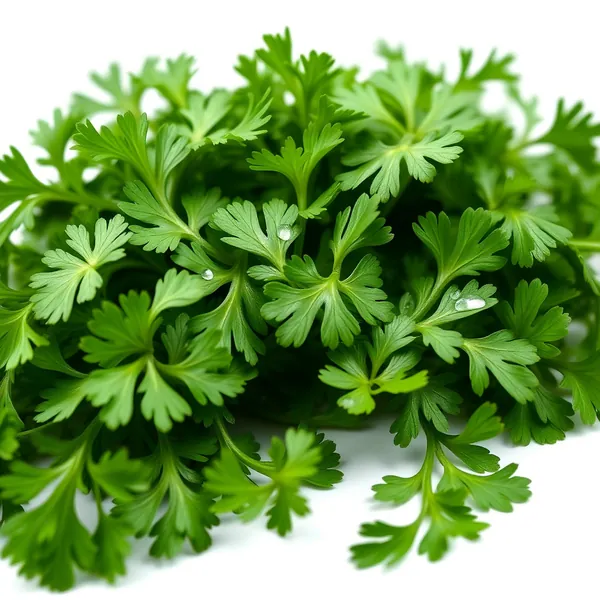 Salsa Moída