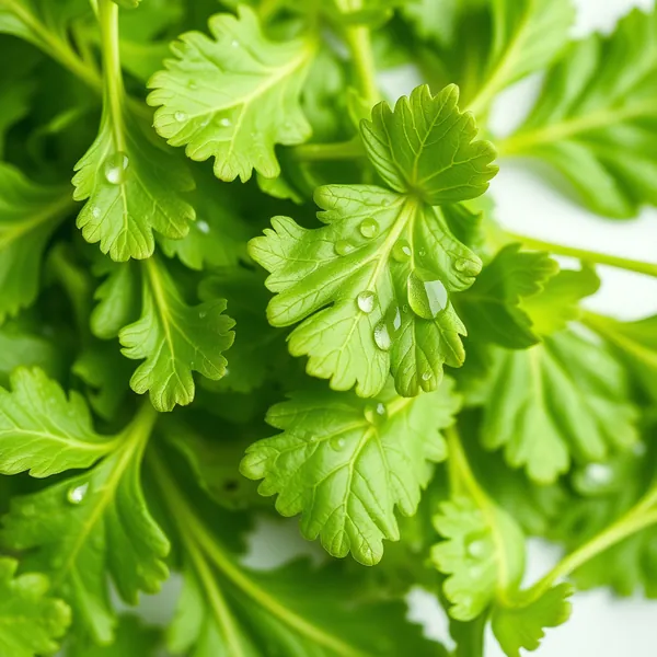 Ground Shiso