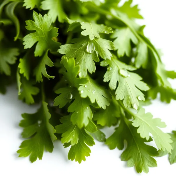Rubbed Cilantro