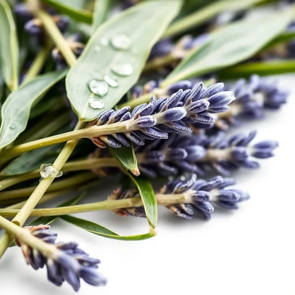 Rubbed Lavender