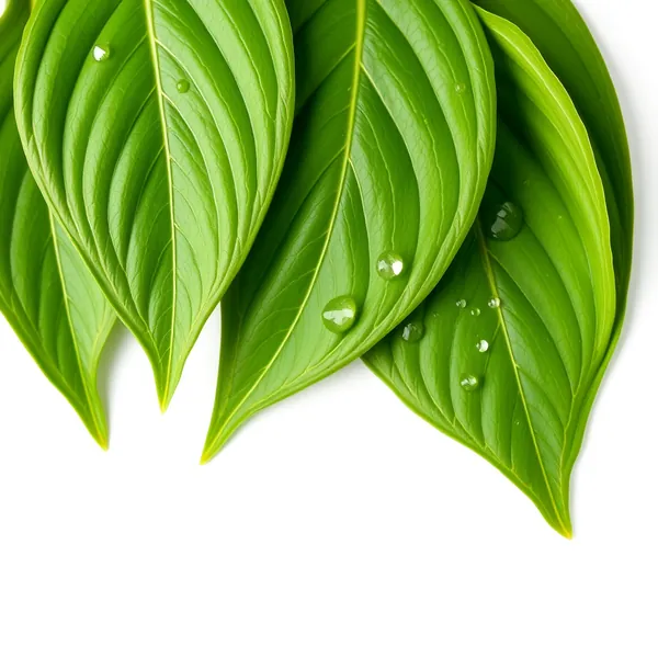Folhas de Pandan