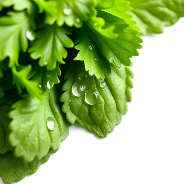 Rubbed Shiso