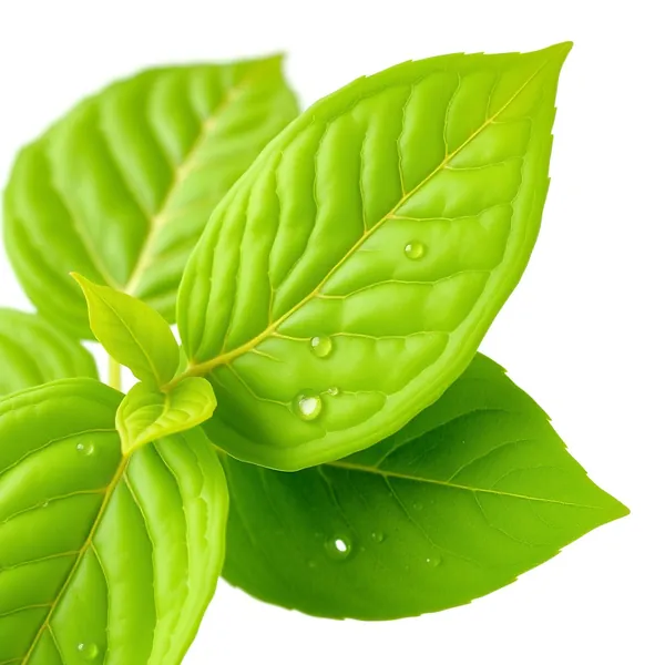 Bay Leaves
