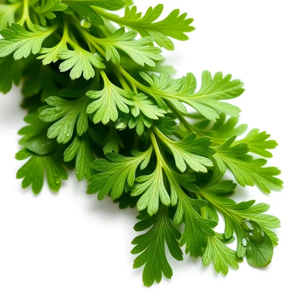 Ganze Blatt Kervel