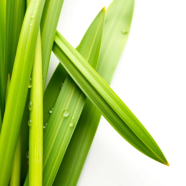 Whole Leaf Lemongrass