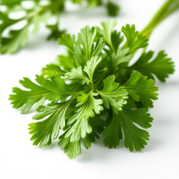 Whole Leaf Parsley