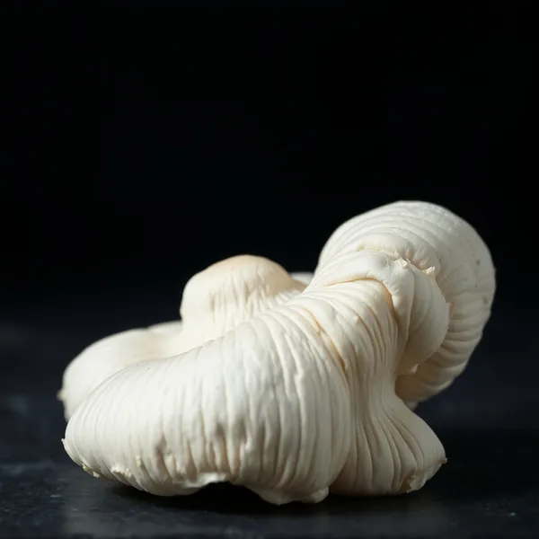 Fungo Bianco Selvatico
